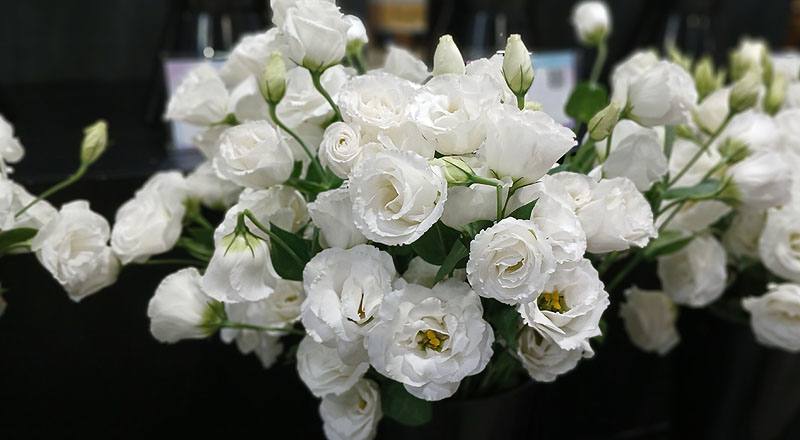 桔梗花雙瓣白花材實拍圖