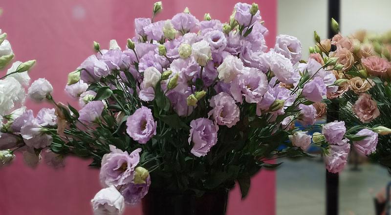 桔梗花重瓣淺紫花材實拍圖