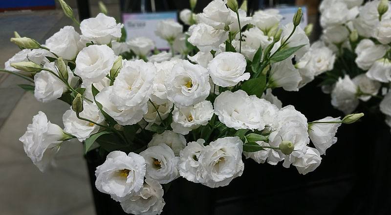 桔梗花珍妮白花材實拍圖