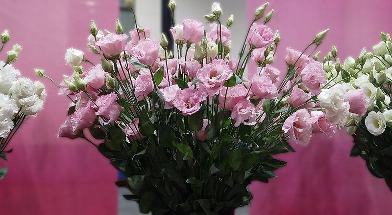 桔梗花金子彩粉花材實拍圖