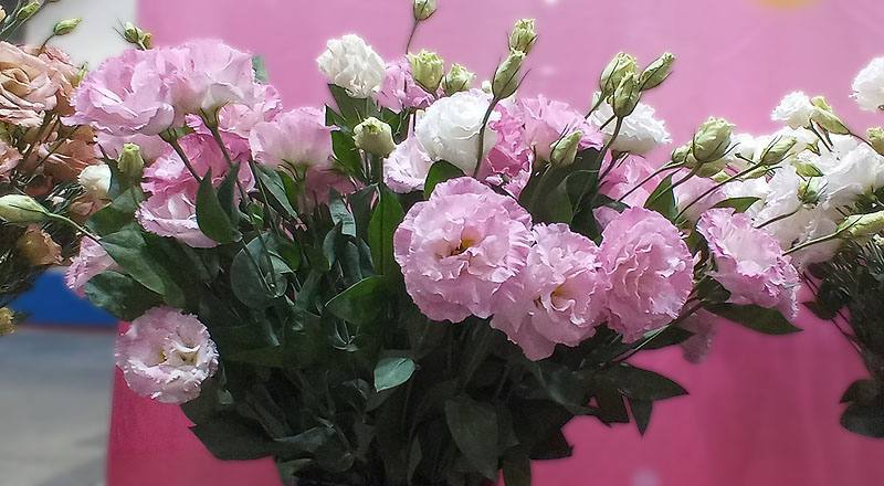 桔梗花女王３彩粉花材實拍圖