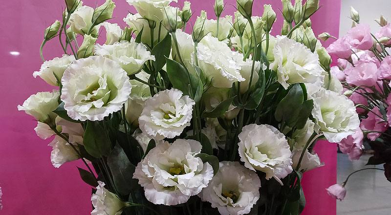 洋桔梗 雅典綠 實拍圖片10