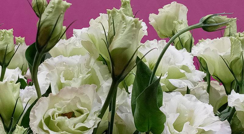 洋桔梗 雅典綠 實拍圖片7