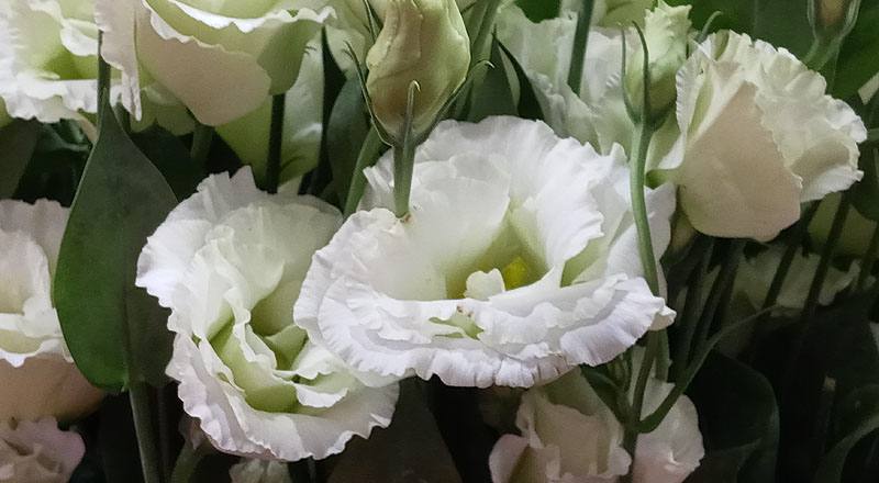 洋桔梗 雅典綠 實拍圖片4