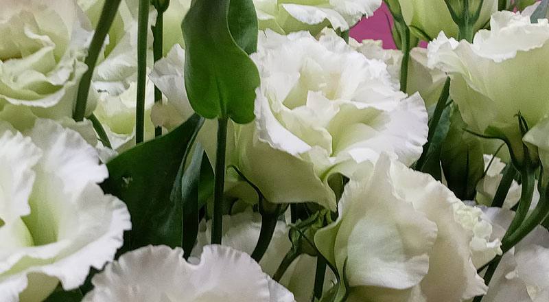 洋桔梗 雅典綠 實拍圖片6