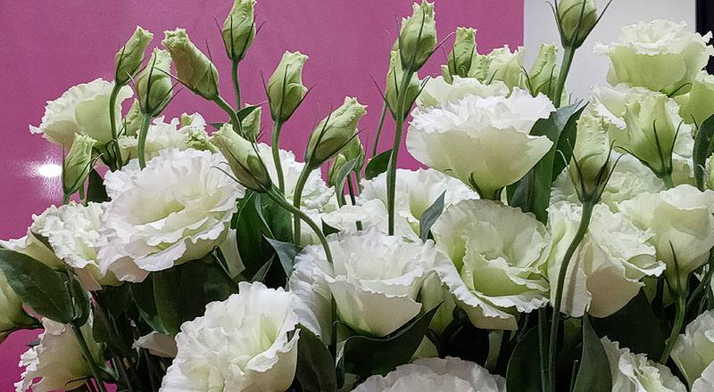 洋桔梗 雅典綠 實拍圖片3