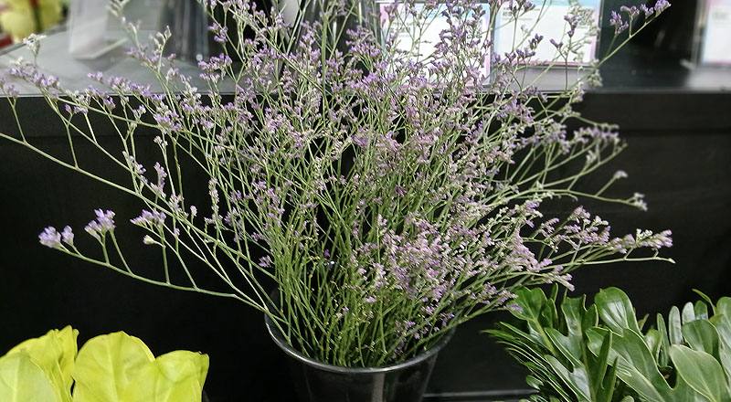 補血草 實拍圖片6