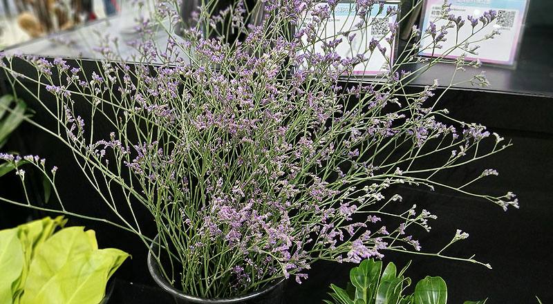 補血草 實拍圖片7