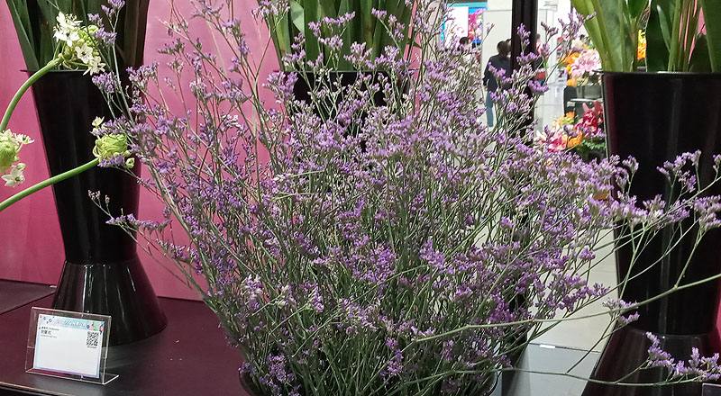 補血草 實拍圖片2