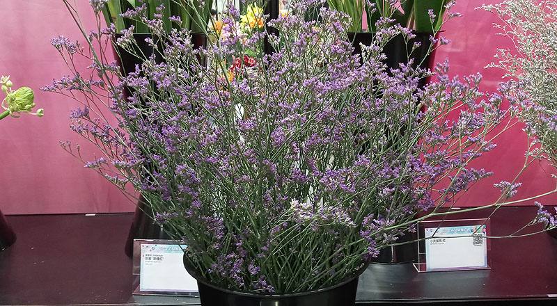 重量計花卉補血草花材實拍圖