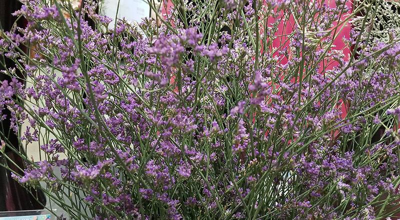 補血草 實拍圖片5