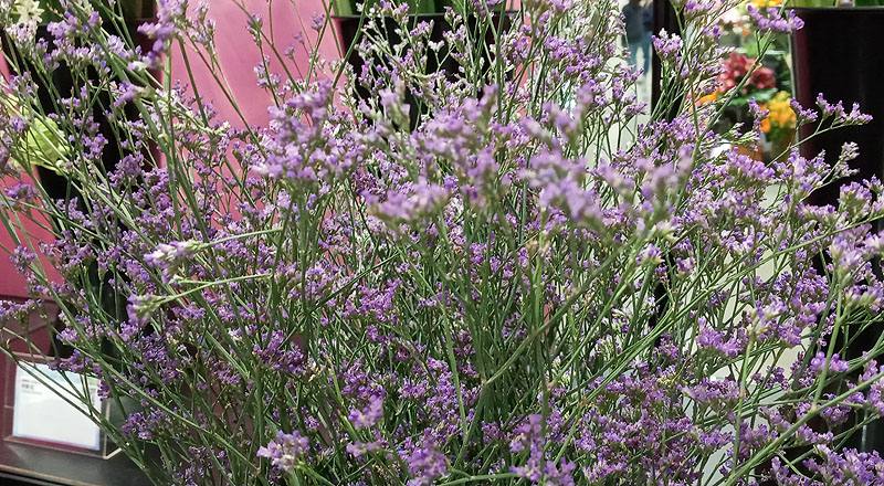 補血草 實拍圖片4