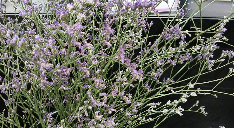 補血草 實拍圖片8