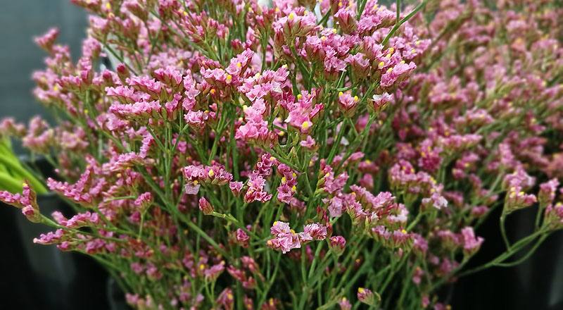 水晶花 粉鑽 實拍圖片9