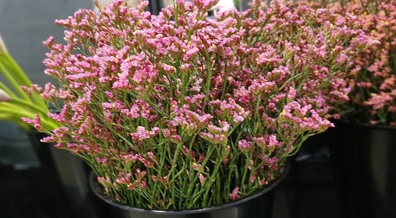 水晶花 粉鑽 實拍圖片8