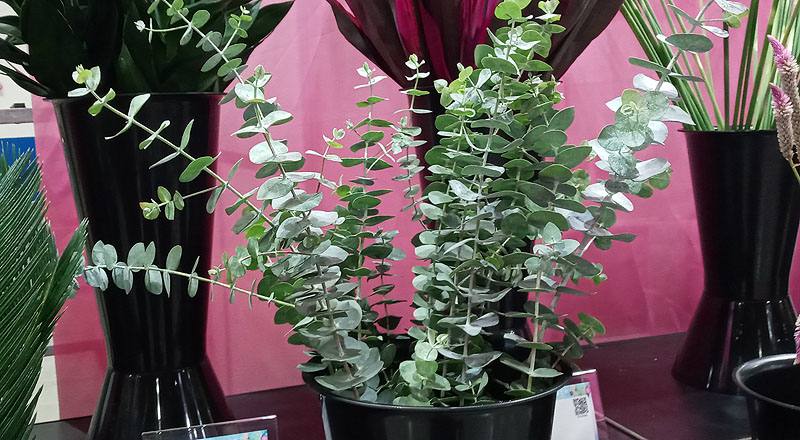 切葉類尤加利葉花材實拍圖