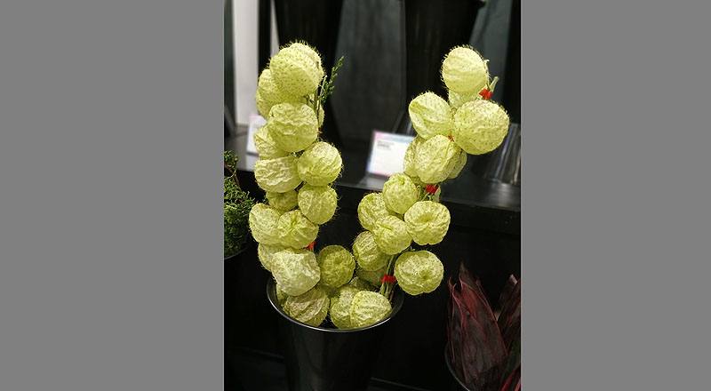 切葉類唐棉花材實拍圖