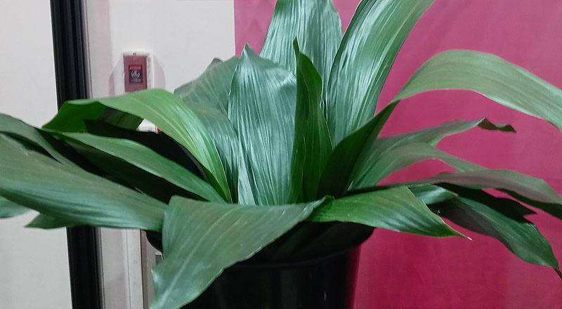 切葉類葉蘭花材實拍圖