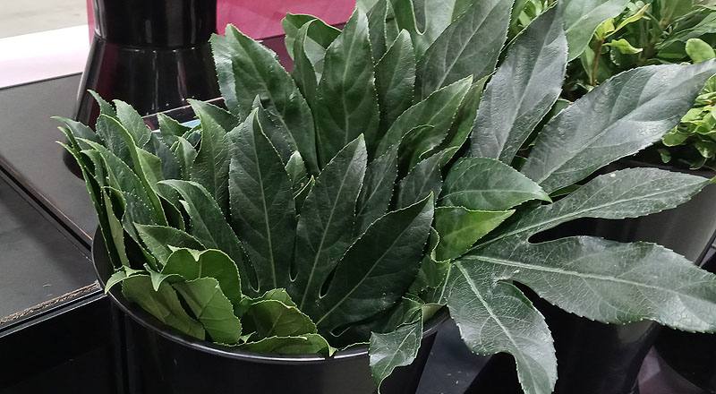 切葉類八角金盤花材實拍圖