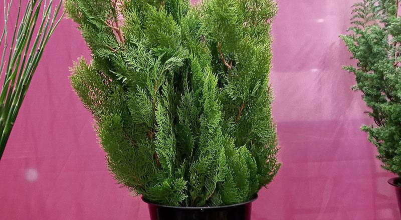 切葉類扁柏花材實拍圖