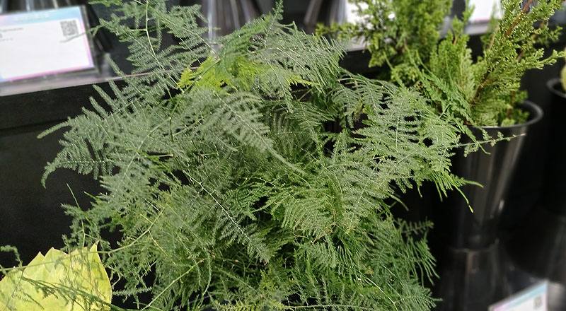 其它花卉新文竹花材實拍圖