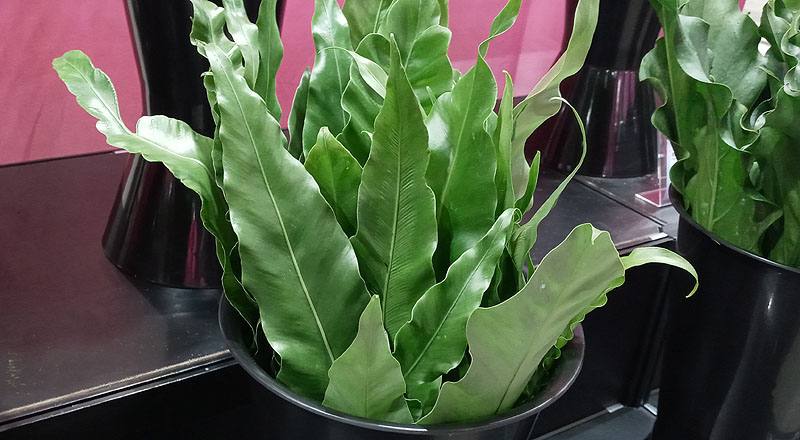 切葉類山蘇葉花材實拍圖