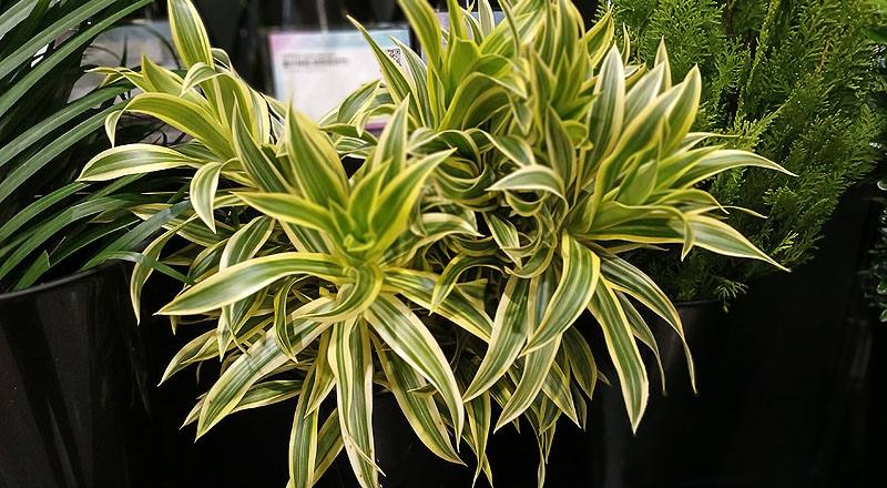 切葉類百合竹花材實拍圖