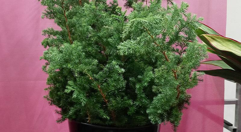 切葉類雪松花材實拍圖