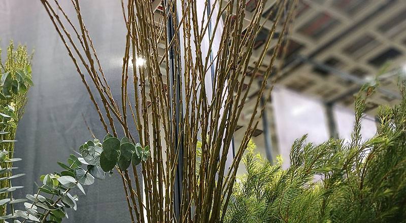 米柳 實拍圖片6