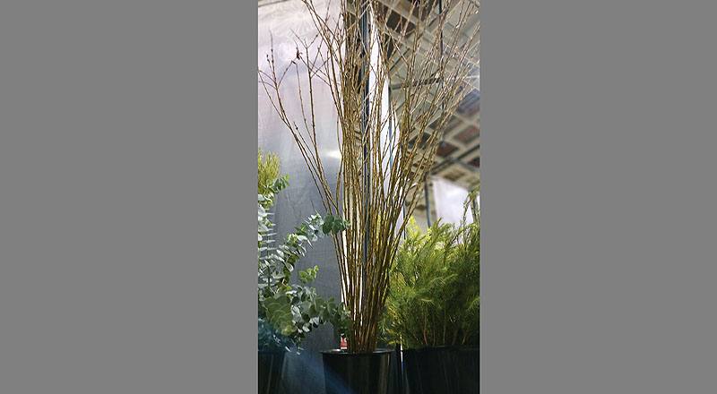 米柳 實拍圖片4