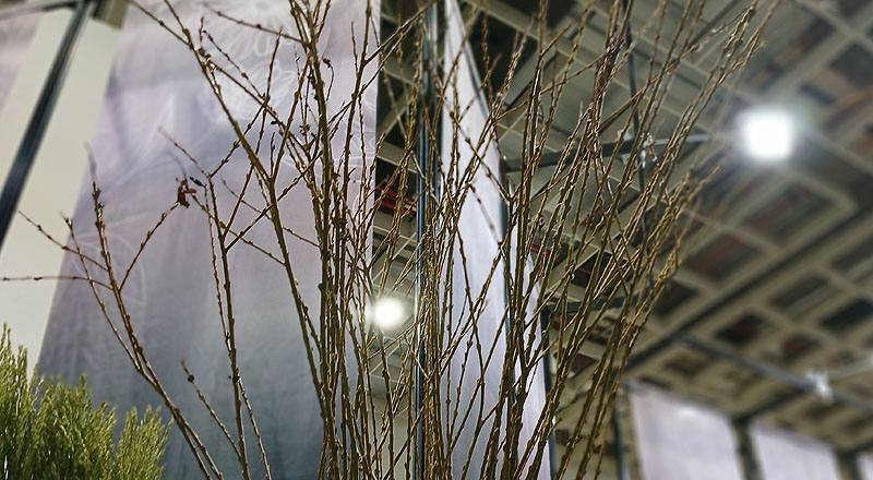 米柳 實拍圖片5