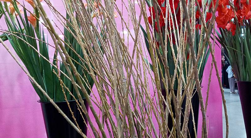 米柳 實拍圖片3