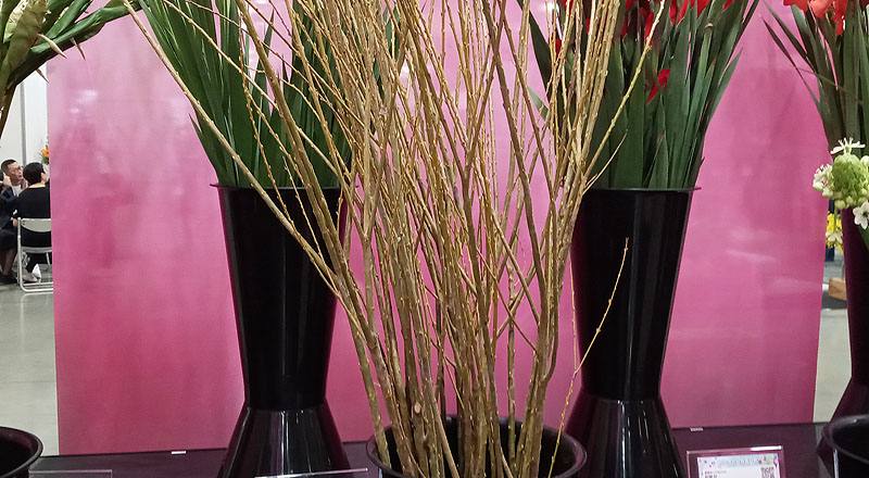 米柳 實拍圖片1