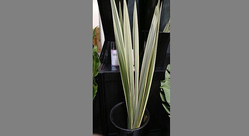 切葉類紐西蘭麻花材實拍圖