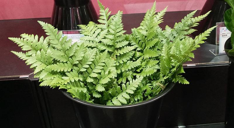 其它花卉高山羊齒花材實拍圖