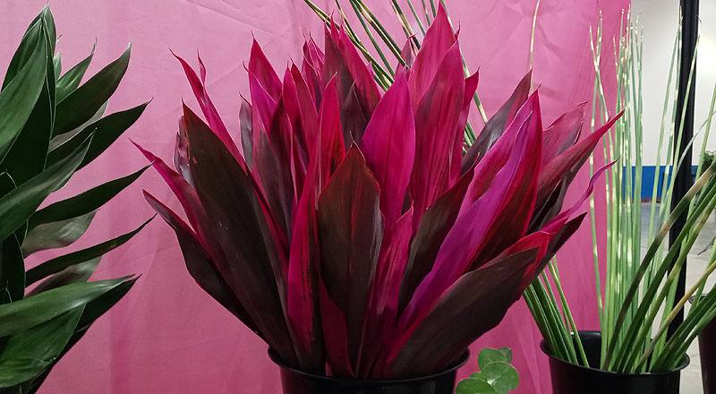 切葉類紅竹花材實拍圖