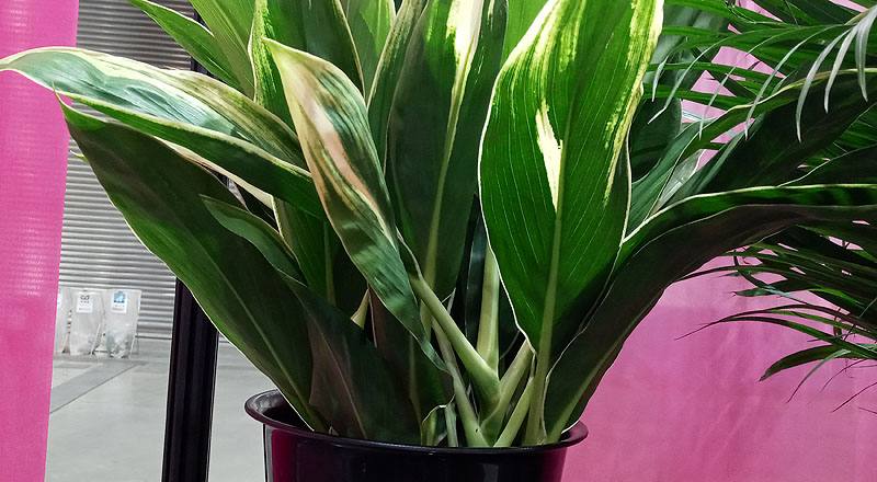 切葉類白竹花材實拍圖