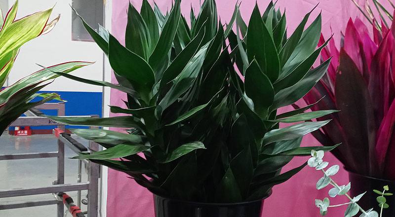 切葉類蓮花竹花材實拍圖