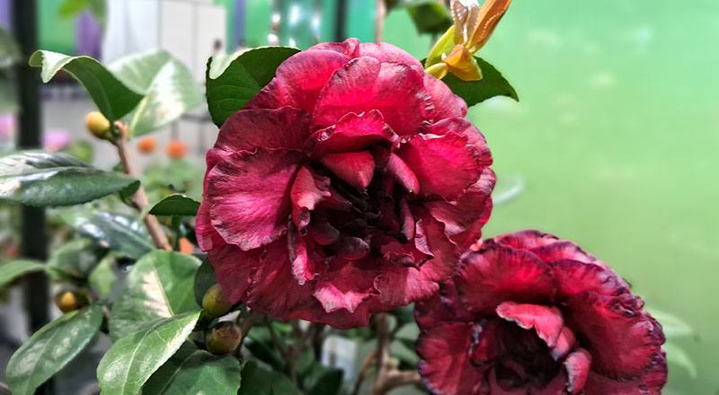 茶花 黑珍珠 實拍圖片3