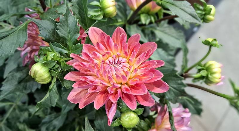 茶花 黑珍珠 實拍圖片6