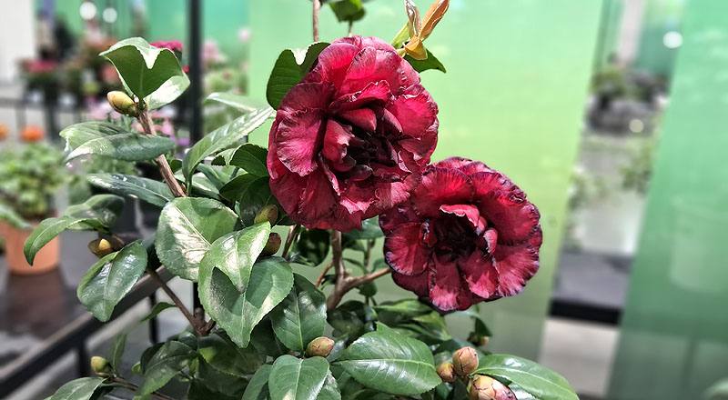 茶花 黑珍珠 實拍圖片2