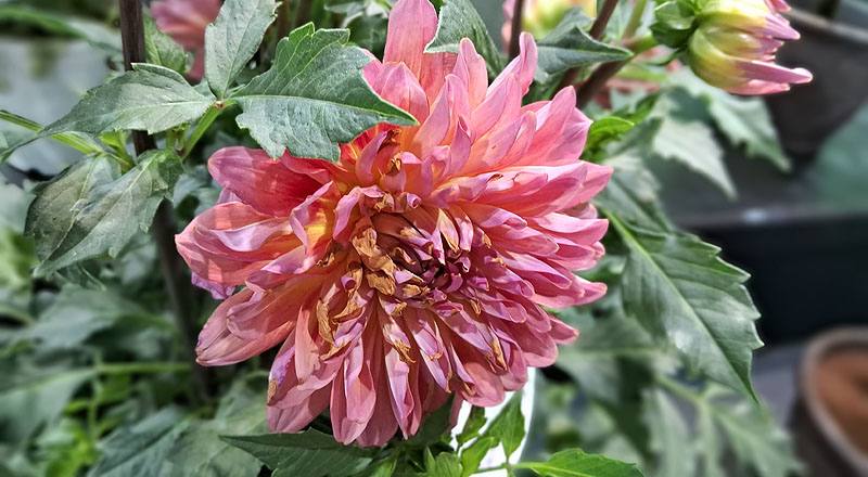 茶花 黑珍珠 實拍圖片5