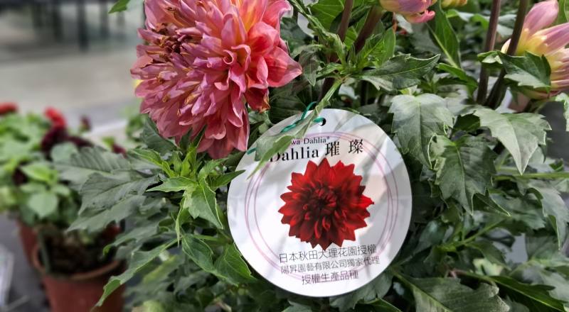 茶花 黑珍珠 實拍圖片4