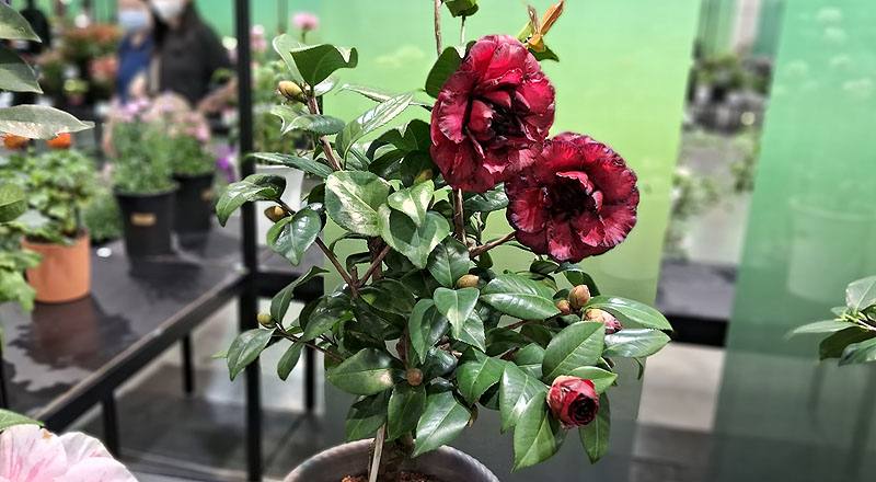 茶花 黑珍珠 實拍圖片1