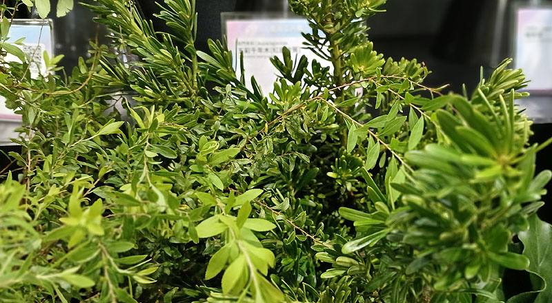 羅漢松 實拍圖片6