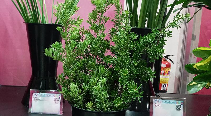 羅漢松 實拍圖片1