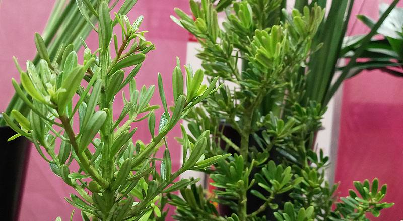 羅漢松 實拍圖片2