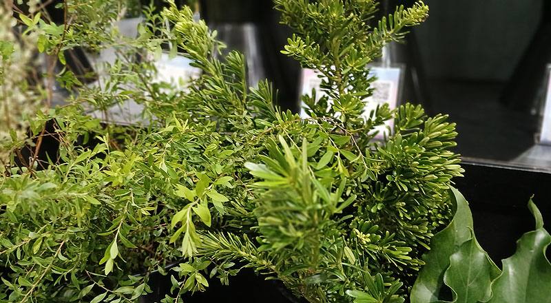 羅漢松 實拍圖片5