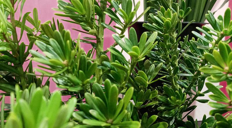 羅漢松 實拍圖片3