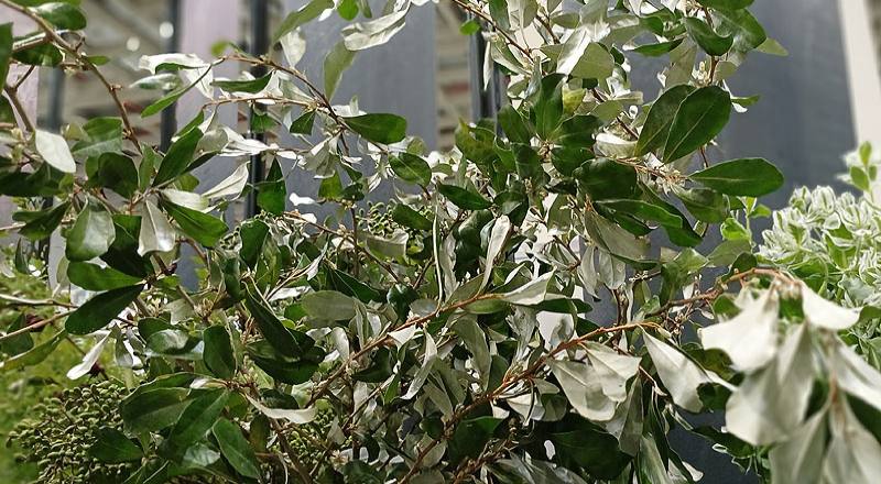 宜梧 實拍圖片1